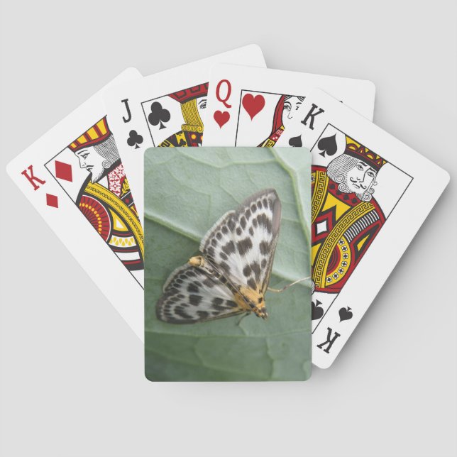 Small Magpie Moth Playing Cards (Back)