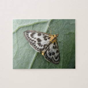 Small Magpie Moth Puzzle