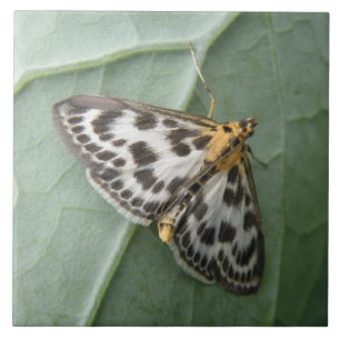 Small Magpie Moth Tile