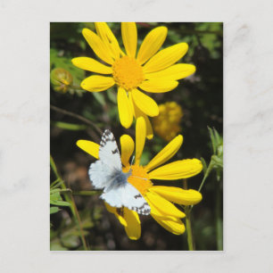 Small Marble Postcard