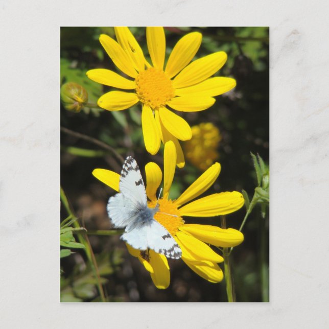 Small Marble Postcard (Front)