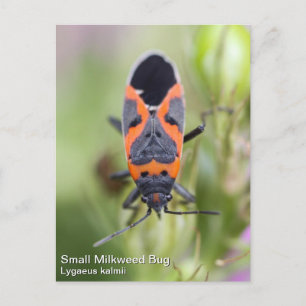 Small Milkweed Bug Postcard