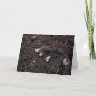Small mole card