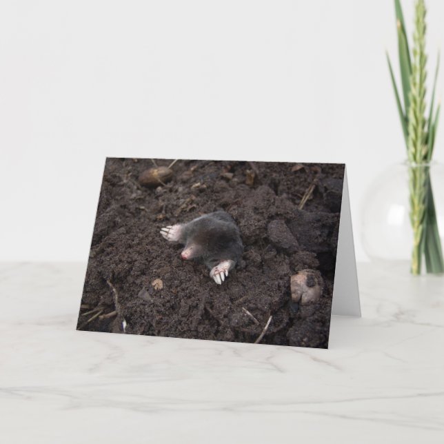 Small mole card (Front)