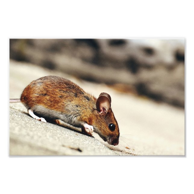 Small Mouse Photo Print (Front)