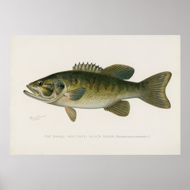 Small mouthed black bass fish vintage art poster (Front)