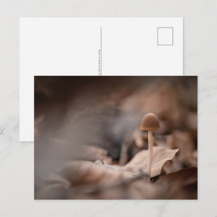 Small Mushroom Nature Photo Postcard