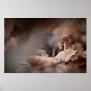 Small Mushroom Nature Photo Poster