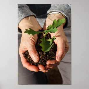 Small oak in the hands of a woman poster