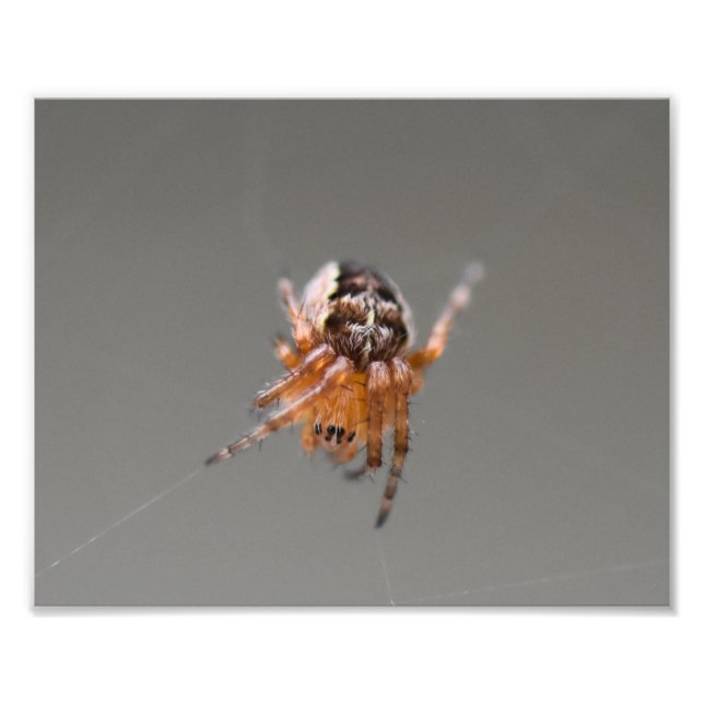 Small Orange Cute Spider  Photo Print (Front)