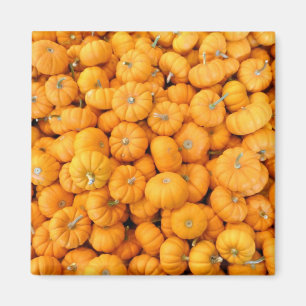 Small Orange Fall Harvest Pumpkins Magnet