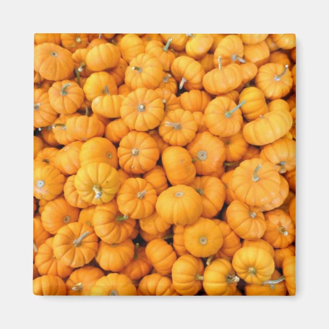 Small Orange Fall Harvest Pumpkins Magnet (Front)