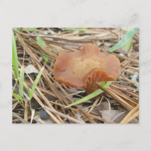 Small Orange Mushroom OBX Postcard