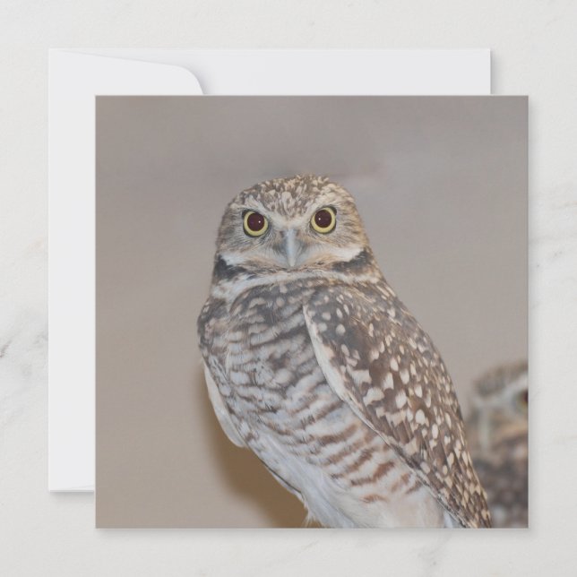 Small Owl (Front)