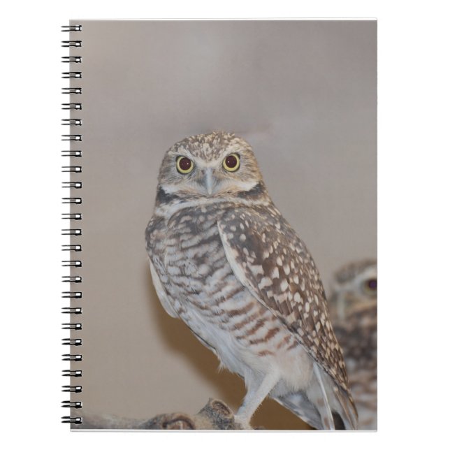 Small Owl Notebook (Front)