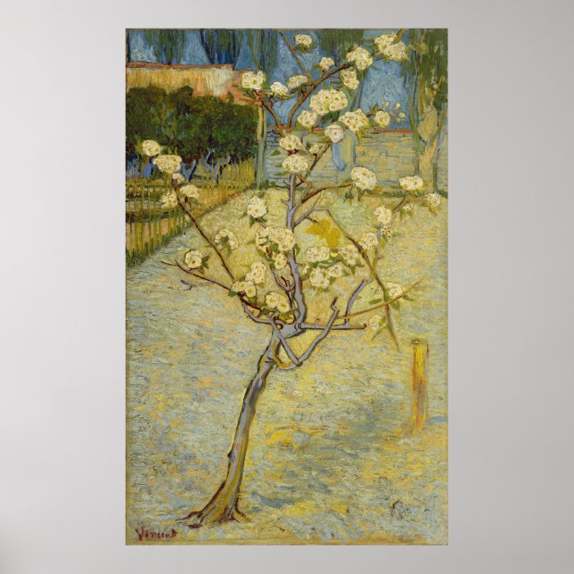 Small pear tree in blossom Poster (Front)