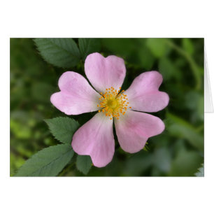small pink flower