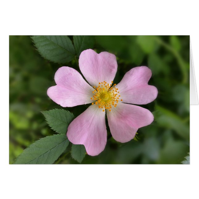 small pink flower (Front Horizontal)