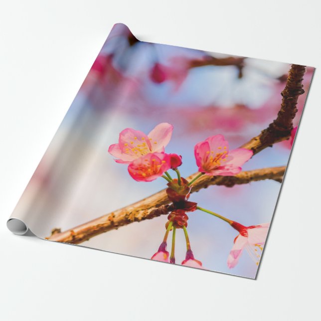 Small Pink Sakura Beauties In Spring Wrapping Paper (Unrolled)