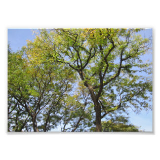 SMALL Poster # L003 on Photograph