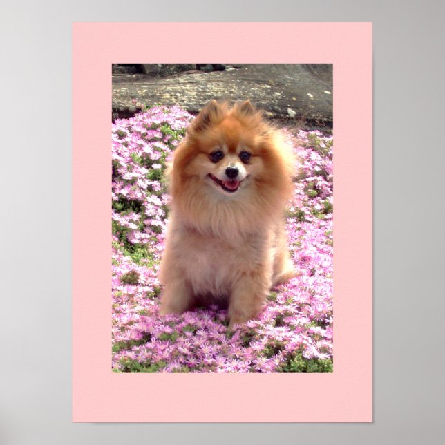 Small Poster | Marley Pomeranian Pink Flowers (Front)