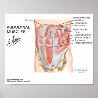 Small poster - Netter's Abdominal Muscles