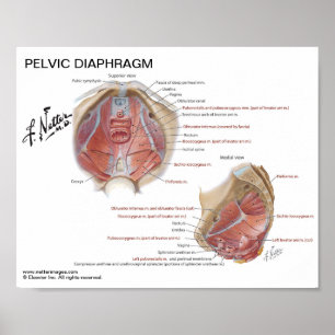 Small poster - Netter's Pelvic Diaphragm