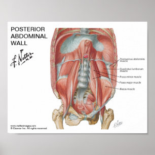 Small poster - Netter's Posterior Abdominal Wall
