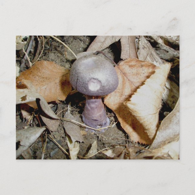 Small Purple Mushroom Postcard (Front)