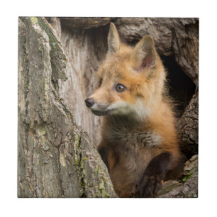 Small Red Fox in a Tree  Hollow Ceramic Tile