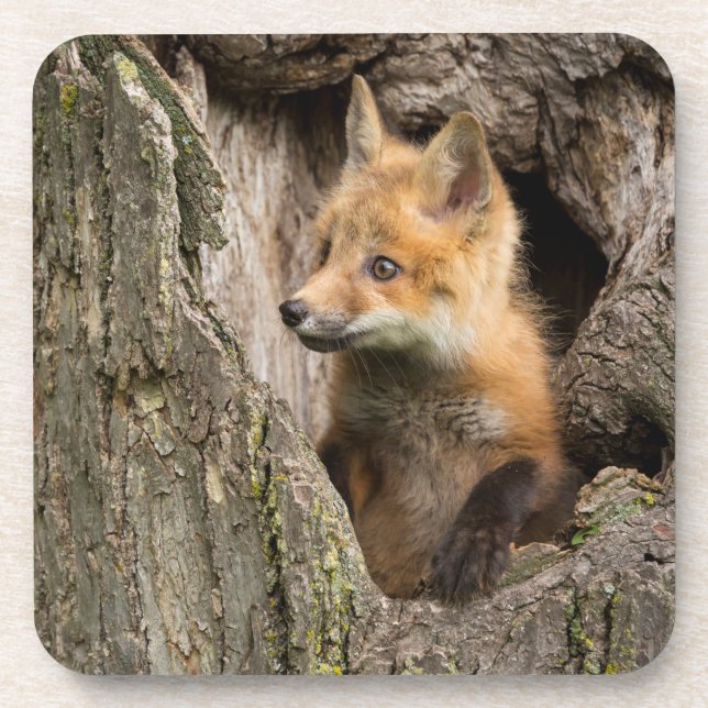 Small Red Fox in a Tree  Hollow Coaster (Front)
