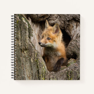Small Red Fox in a Tree Hollow Notebook