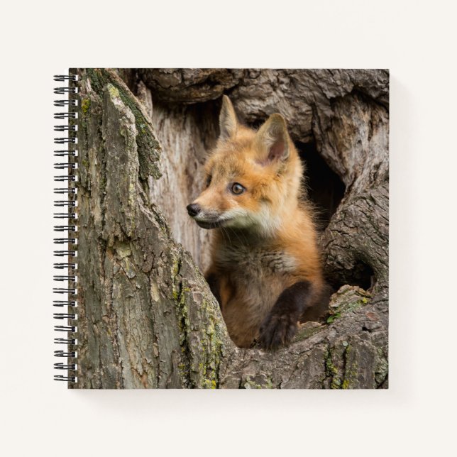 Small Red Fox in a Tree  Hollow Notebook (Front)