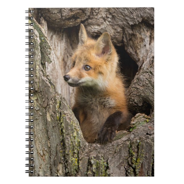 Small Red Fox in a Tree  Hollow Notebook (Front)