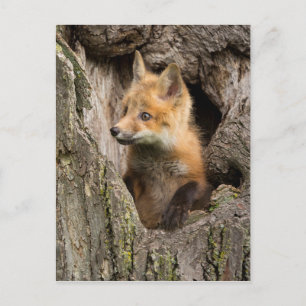 Small Red Fox in a Tree  Hollow Postcard