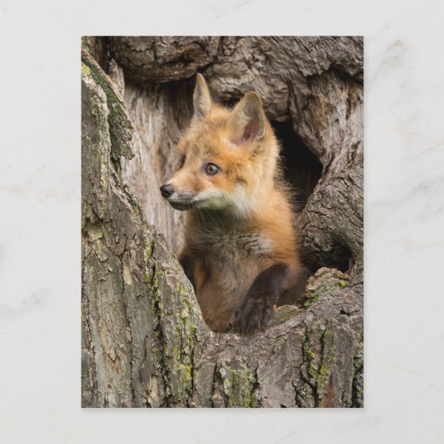 Small Red Fox in a Tree  Hollow Postcard (Front)
