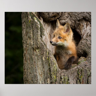 Small Red Fox in a Tree  Hollow Poster
