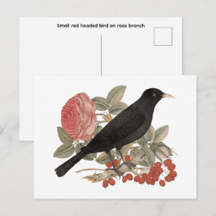 Small red headed bird on rose branch postcard