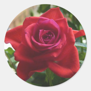 small red rose classic round sticker