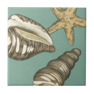 Small Shell Trio on Teal Ceramic Tile