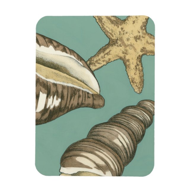 Small Shell Trio on Teal Magnet (Vertical)