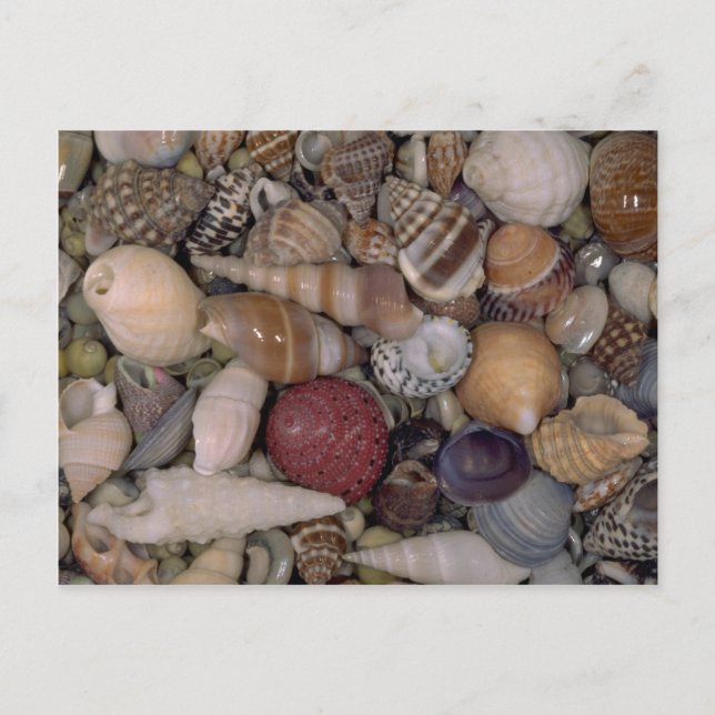 Small shells Shell Postcard (Front)