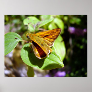 Small Skipper Butterfly Poster