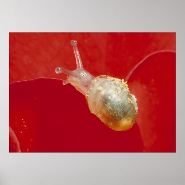 Small snail poster (Front)