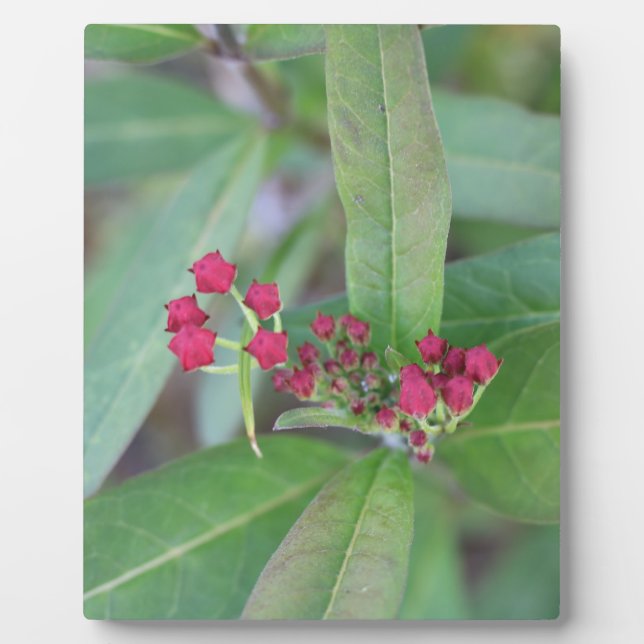Small Spring Blooms Plaque (Front)