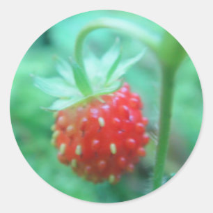 small strawberry classic round sticker