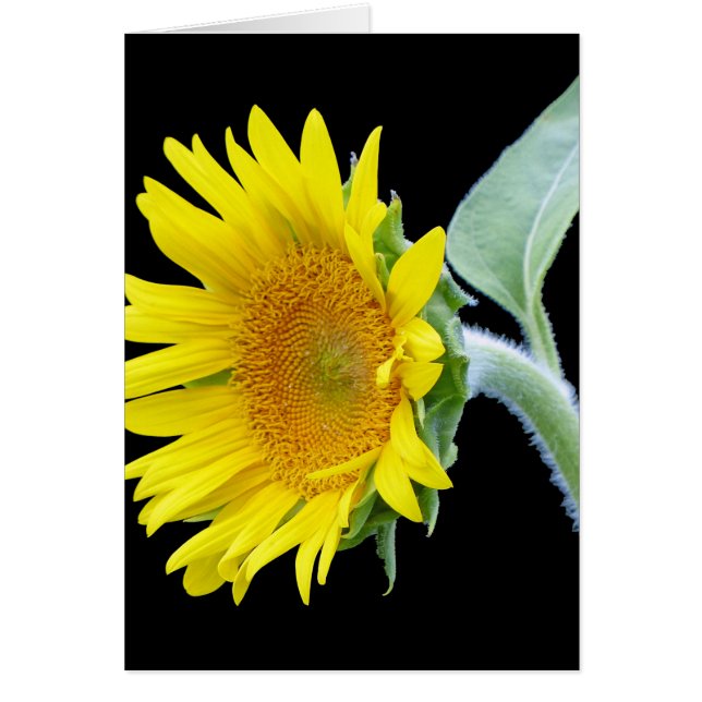 Small Sunflower (Front)