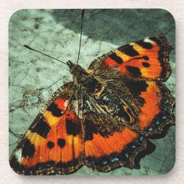 Small Tortoiseshell Butterfly Birthday Grunge Coaster (Front)