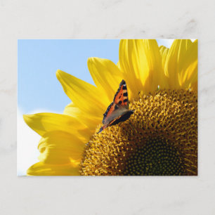 Small Tortoiseshell Butterfly on Sunflower Postcard