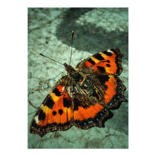 Small Tortoiseshell Butterfly  Photo Print